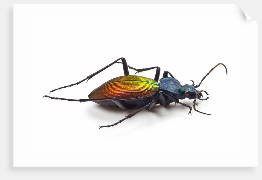 Beetle Chrysotribax hispanus latissimus from France in the Carabidae family by Anonymous