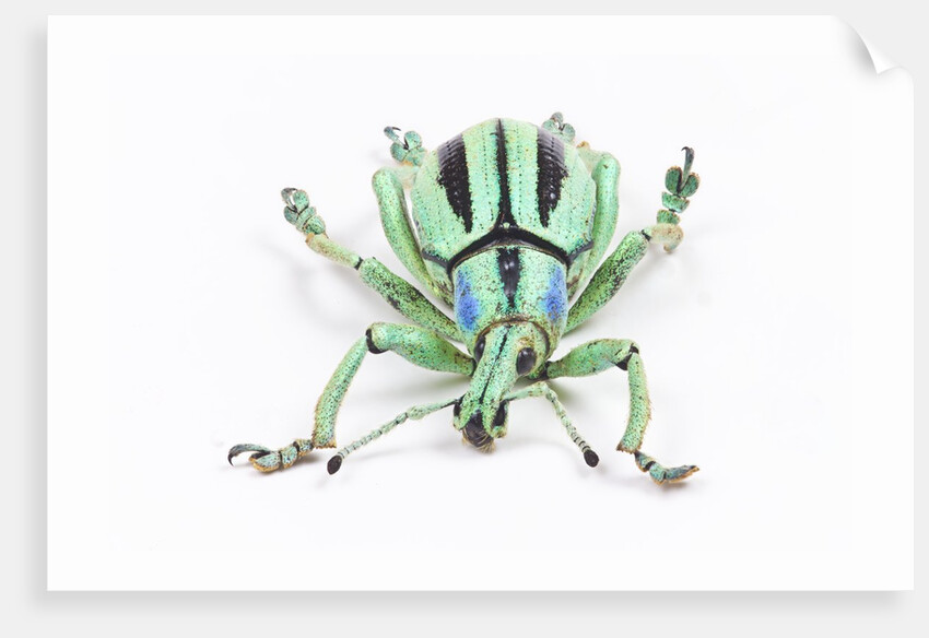 Head on view of Eupholus colorful weevil in Curculionidae family by Anonymous