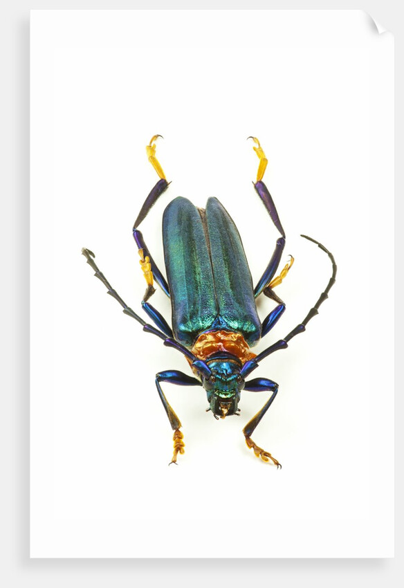 Head on photograph of long horn beetle Cerambycidae - sp. by Anonymous