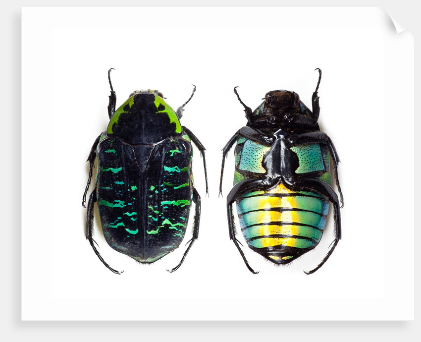 Flower beetle from Madagascar Euchroea coelestis coelestis by Anonymous