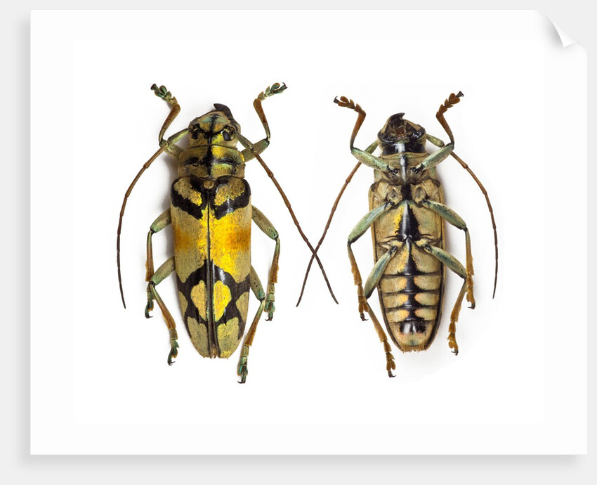 Top and bottom view of Long Horned beetle Glenea sarasinorum by Anonymous