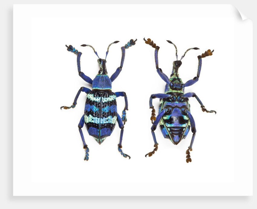 Top and Bottom view of Weevil Eupholus in the Curculionidae family by Anonymous