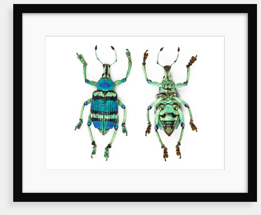 Top and Bottom view of Weevil Eupholus in the Curculionidae family by Anonymous