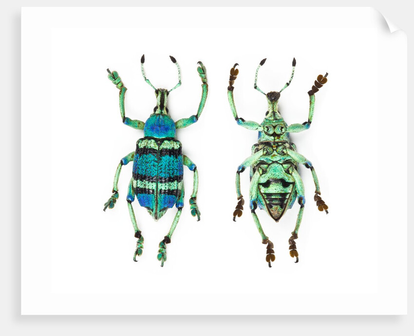 Top and Bottom view of Weevil Eupholus in the Curculionidae family by Anonymous