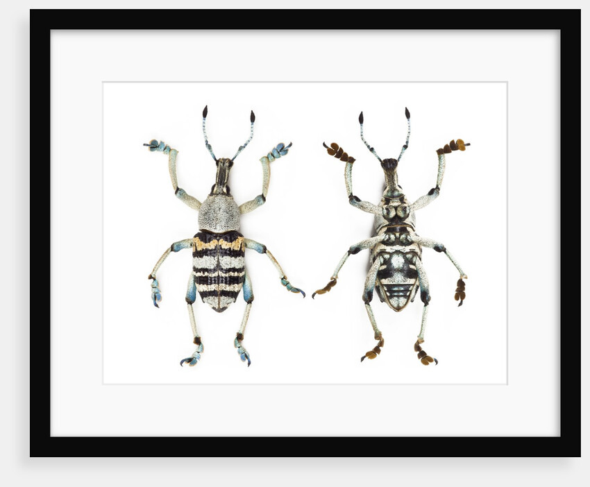 Top and Bottom view of Weevil Eupholus in the Curculionidae family by Anonymous