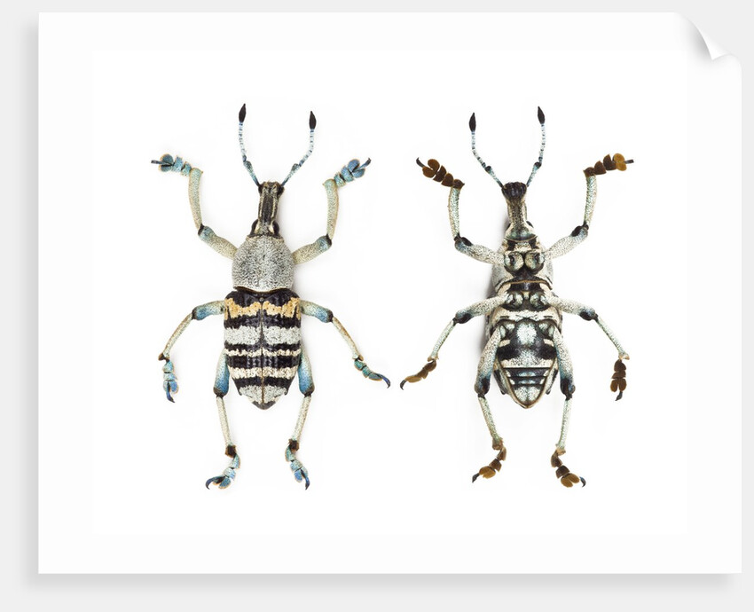 Top and Bottom view of Weevil Eupholus in the Curculionidae family by Anonymous