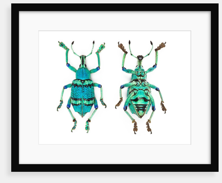 Top and Bottom view of Weevil Eupholus in the Curculionidae family by Anonymous