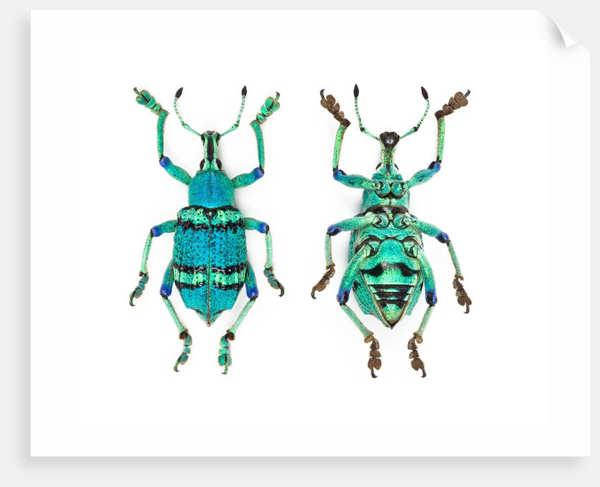 Top and Bottom view of Weevil Eupholus in the Curculionidae family by Anonymous