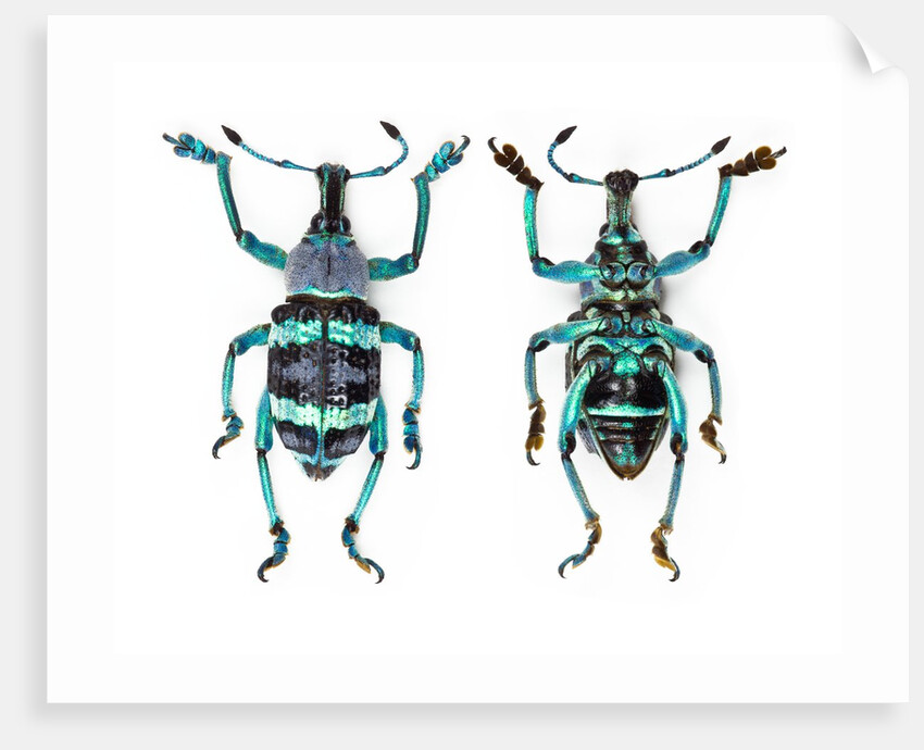 Top and Bottom view of Weevil Eupholus in the Curculionidae family by Anonymous