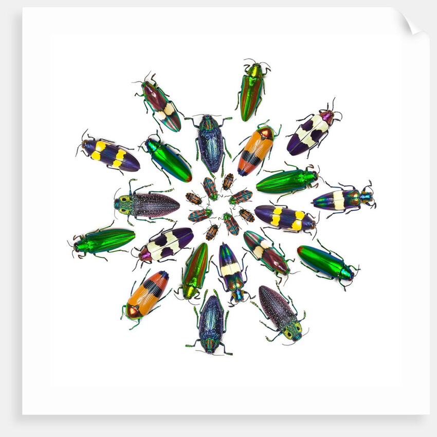 Cicular design pattern of Jewel Beetles by Anonymous