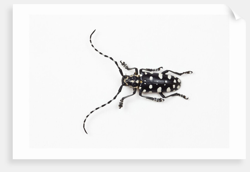 Top view of Long Horned Beetle Threnetica lacrymans by Anonymous