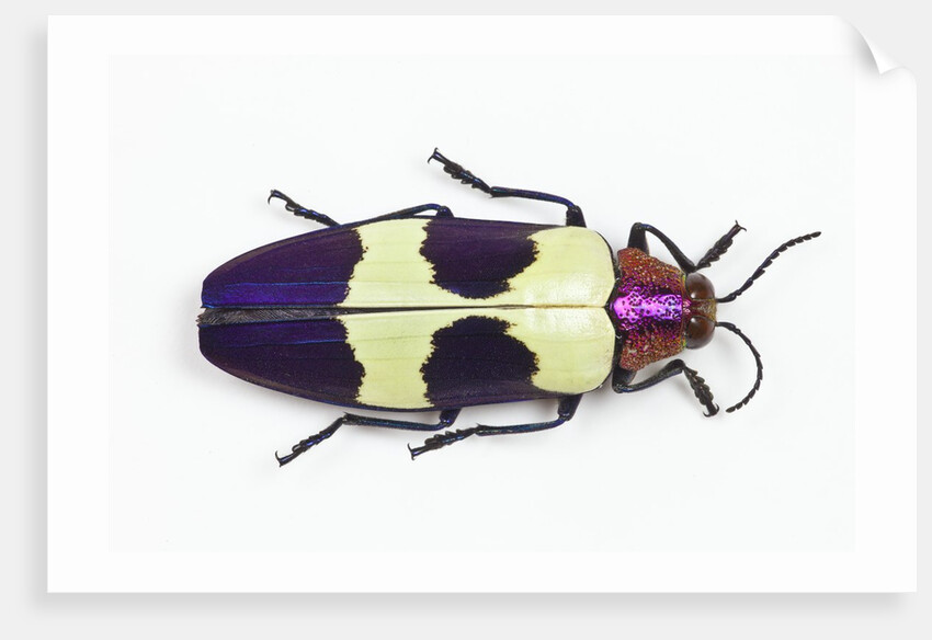 Jewel Beetle from Thailand Chrysochroa buqueti buqueti by Anonymous