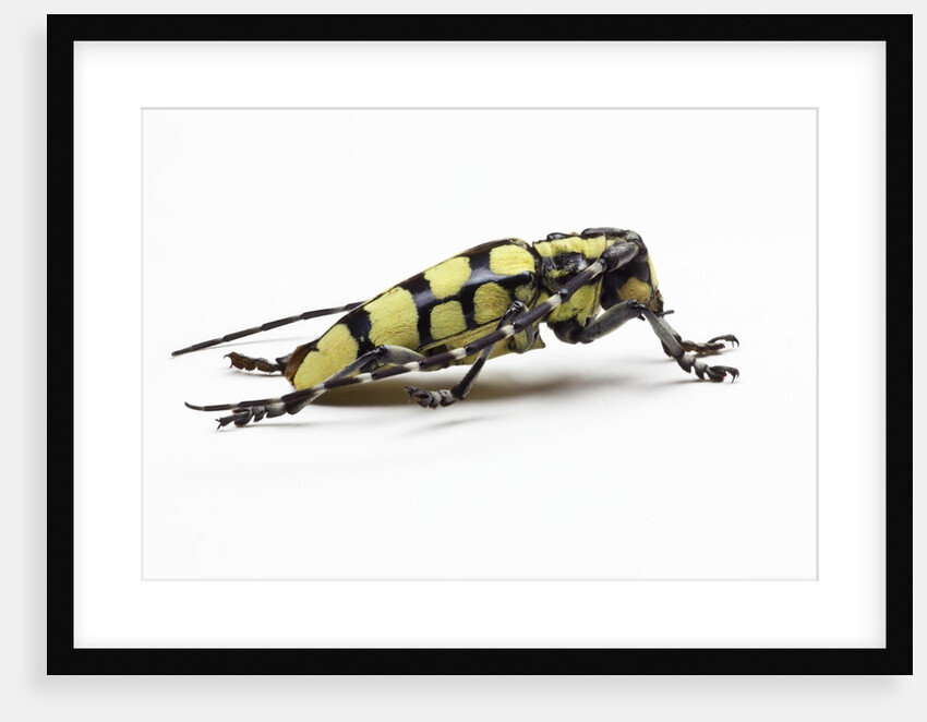 Male long horned beetle Cyriocrates horsfieldi tonkinensis by Anonymous