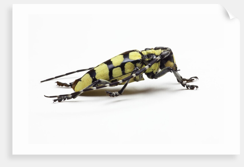 Male long horned beetle Cyriocrates horsfieldi tonkinensis by Anonymous