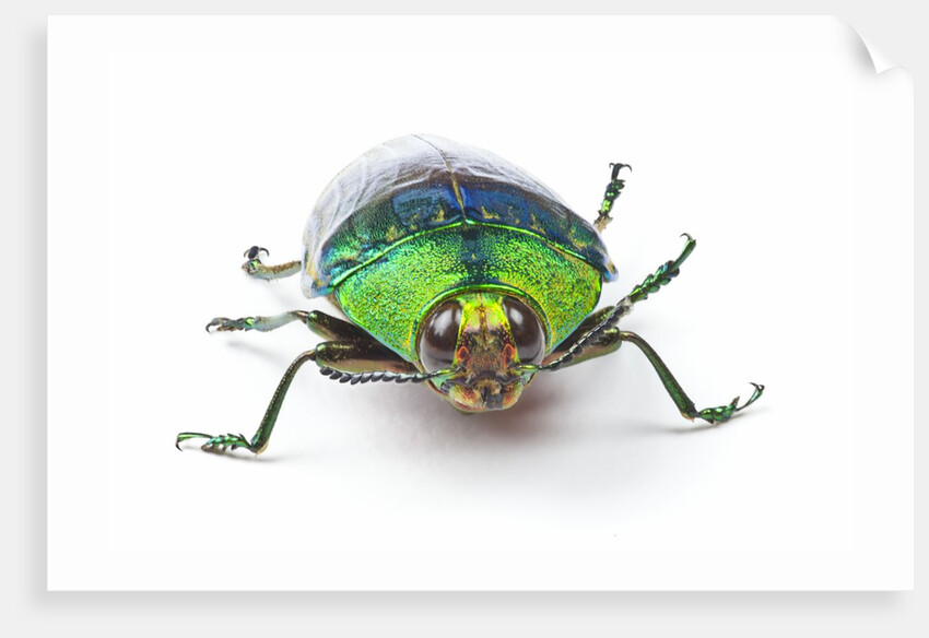 Head on view of Jewel Beetle Steraspis speciosa green by Anonymous