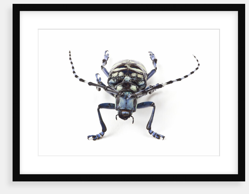Head on view of Long Horned beetle Anoplophora elegans by Anonymous