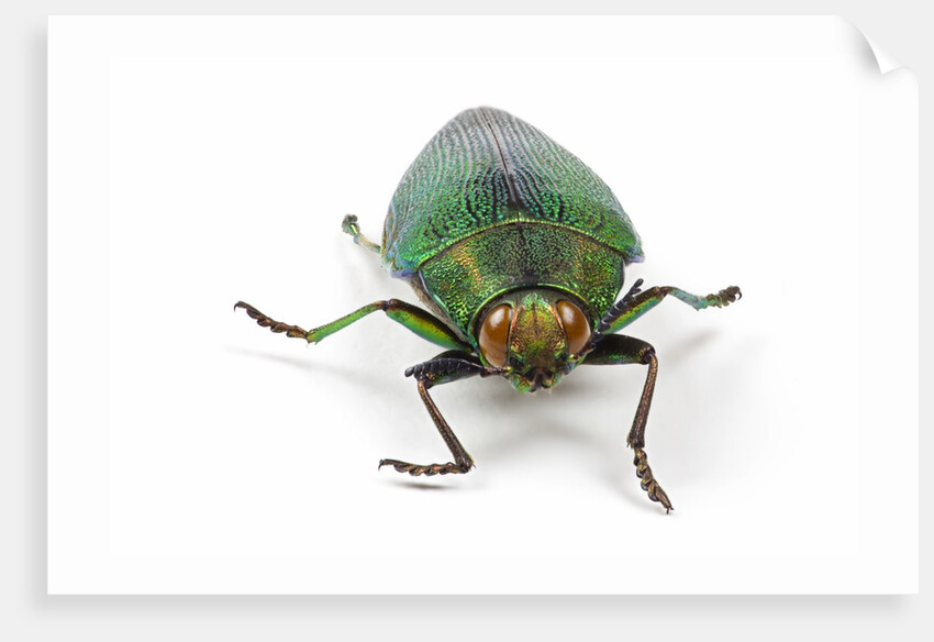 Head on view of Jewel Beetle Steraspis speciosa green by Corbis