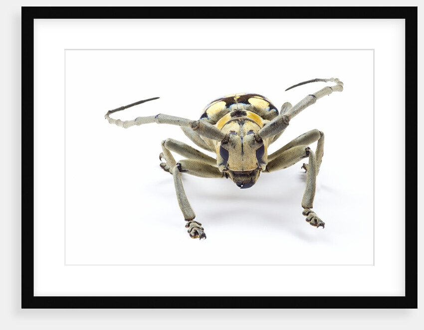Male long horned beetle Anoplophora mamauna head on view by Anonymous