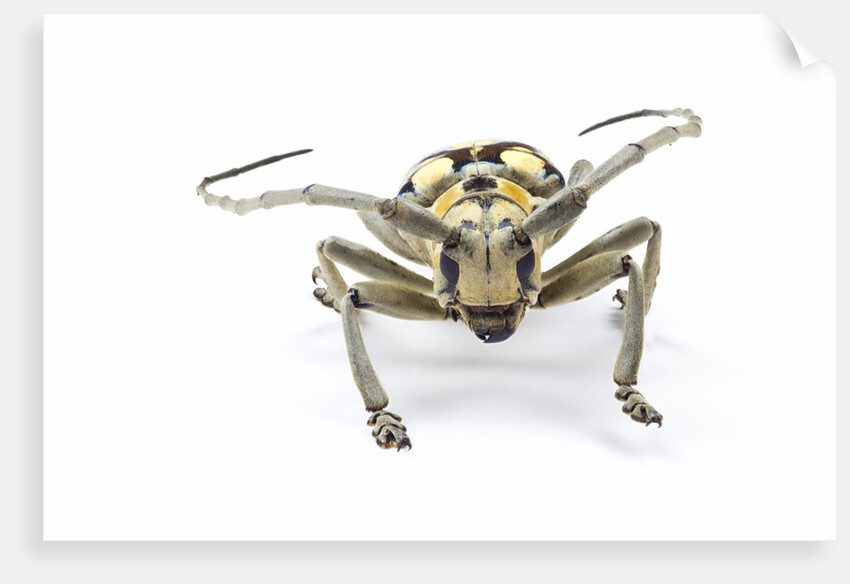 Male long horned beetle Anoplophora mamauna head on view by Anonymous