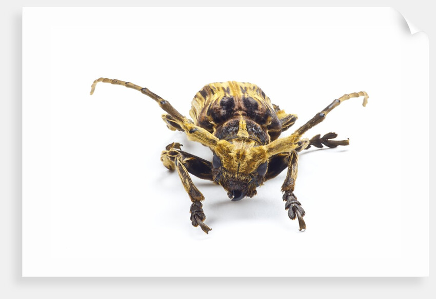 Long horned beetle Xylorrniza adusta head on view by Anonymous