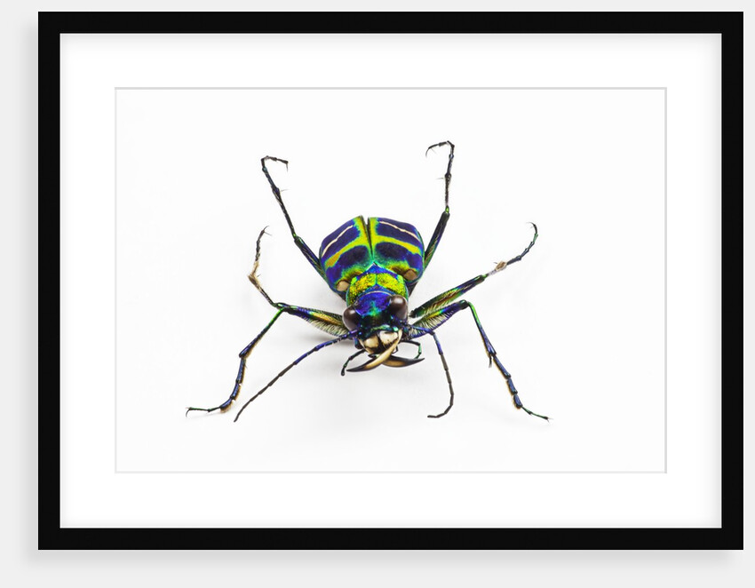 Small colorful beetle from Korea Cicindela chinensis by Anonymous