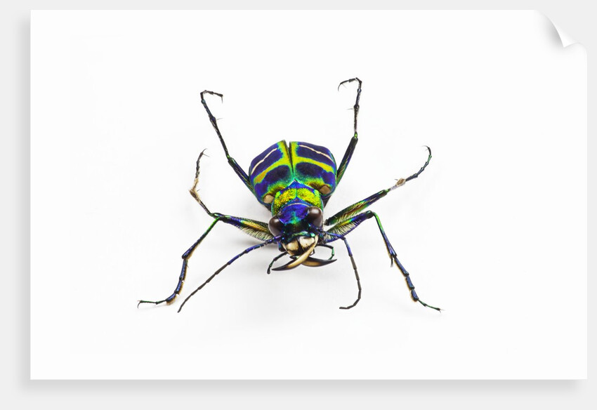 Small colorful beetle from Korea Cicindela chinensis by Anonymous