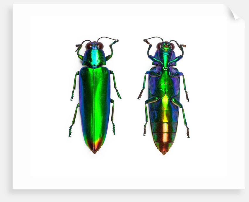 Jewel Beetle Chrysochroa fulminens green by Anonymous