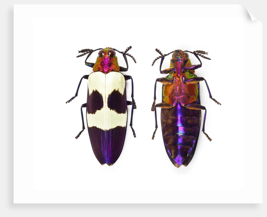 Jewel Beetle from Thailand Chrysochroa buqueti buqueti by Anonymous