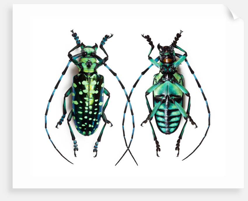 Long horned beetle from Thailand Calloplophora sollii by Anonymous