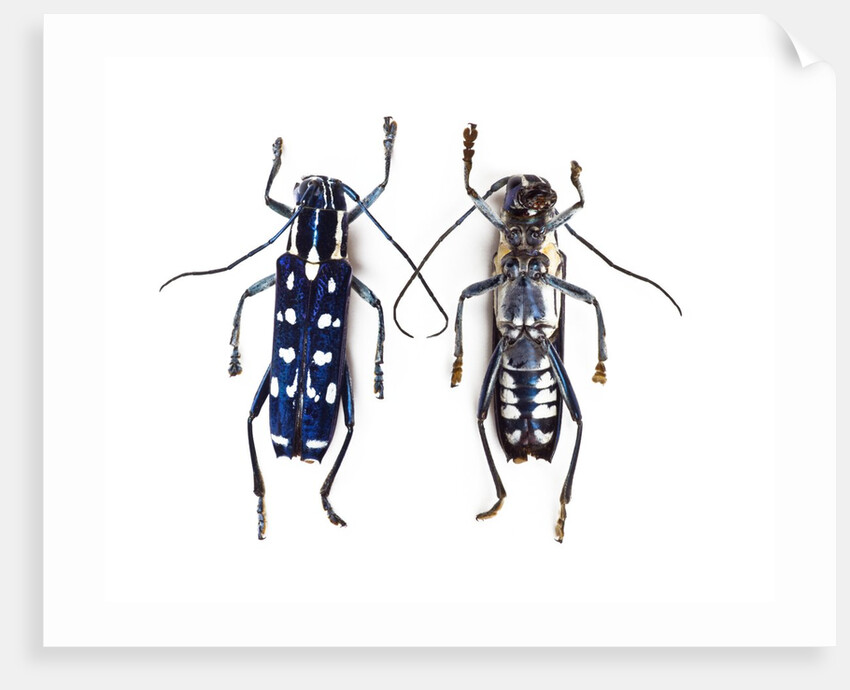 Top and underside display Glenea beatrix long horned beetle by Anonymous