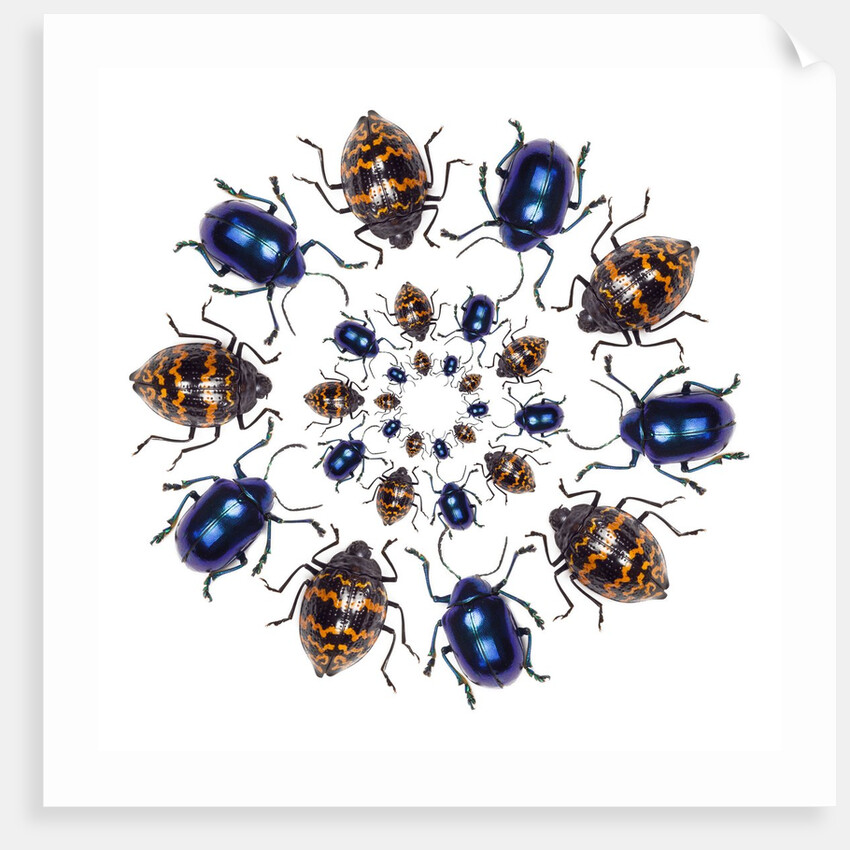 Beetle Circular design with small round beetles in the Chrysomelidae family by Anonymous