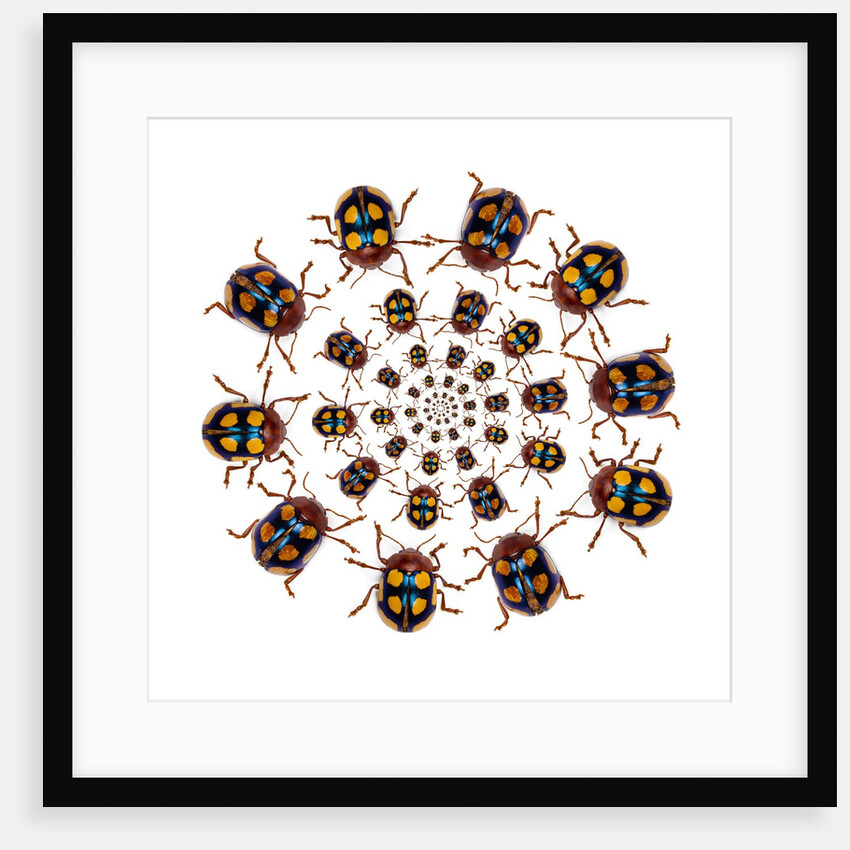 Beetle Circular design with small round beetles in the Chrysomelidae family by Anonymous
