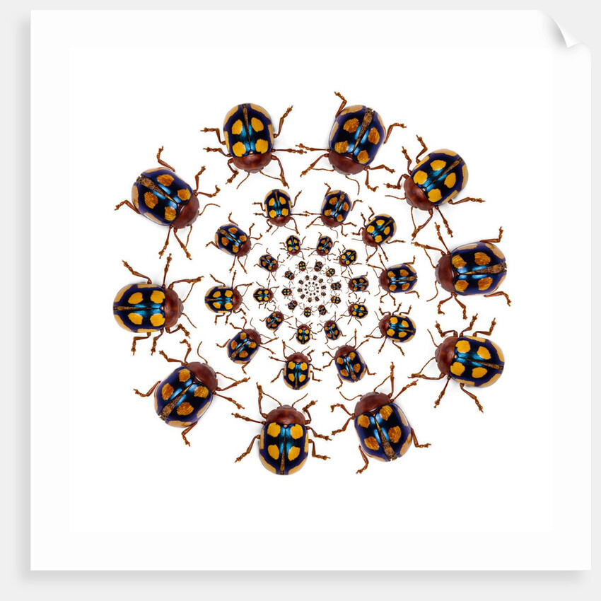 Beetle Circular design with small round beetles in the Chrysomelidae family by Anonymous