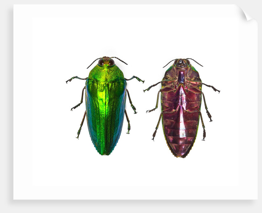 Top and underside view of Jewel Beetle Callopistus castelnaudi by Anonymous