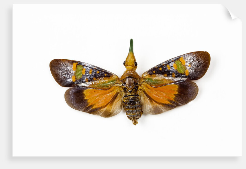 Flying bug from Asia Pyrops in the Fulgoridae family by Anonymous