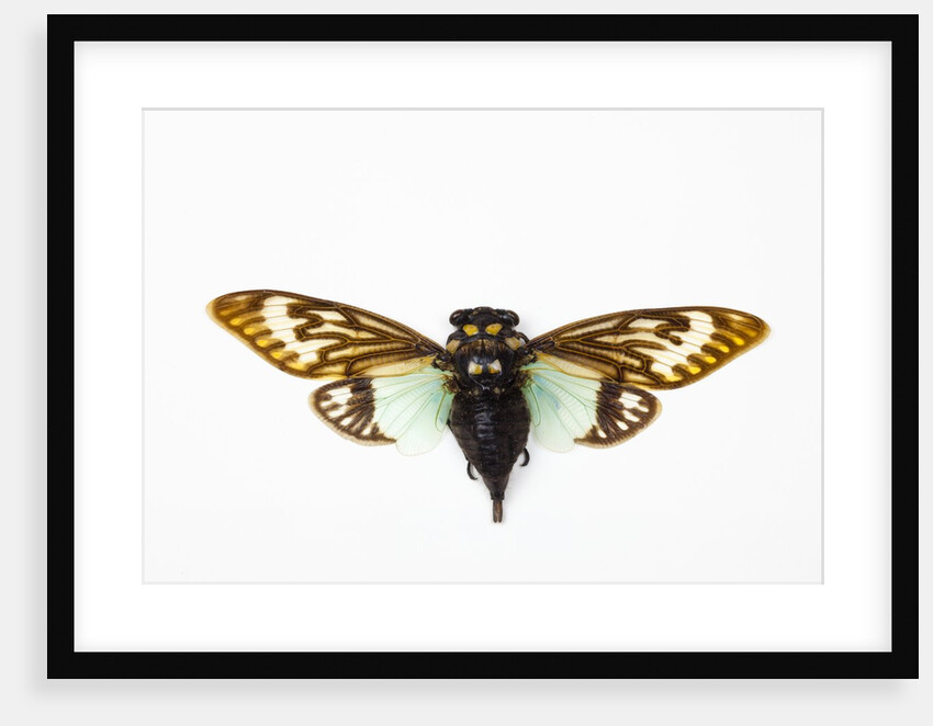 Flying insect from Asia in the Cicada family on white background by Anonymous