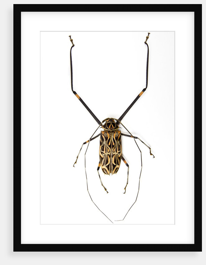 Very long legged Beetle from Peru Acrocinus longimanus by Anonymous
