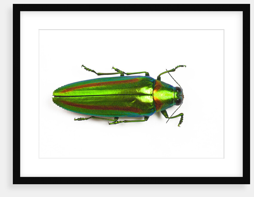 Jewel beetle Chrysochro rajah thailandica from Thailand by Anonymous