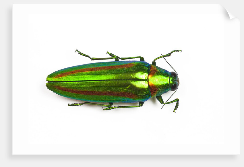 Jewel beetle Chrysochro rajah thailandica from Thailand by Anonymous