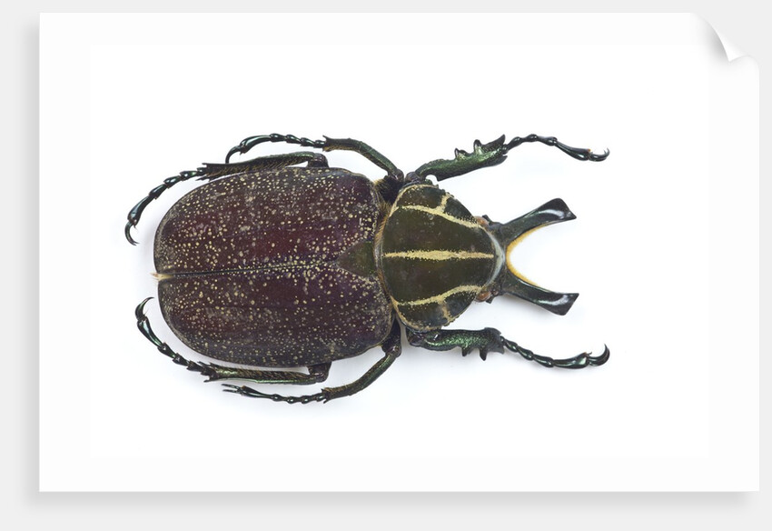 Large beetle from Mexico, Inca clathrata sommeri by Anonymous