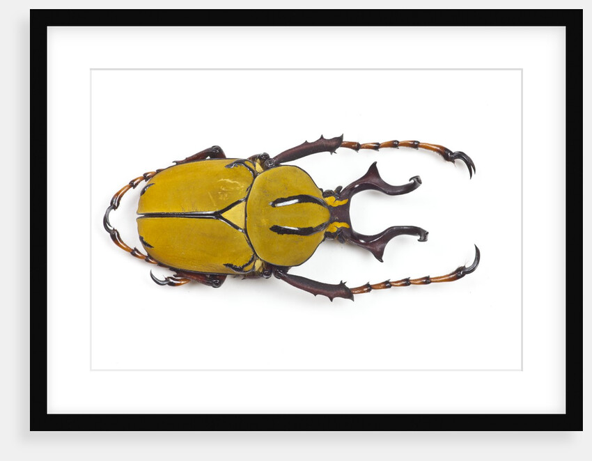 Beetle from Thailand Dicranocephalus wallichi viewed from top by Anonymous
