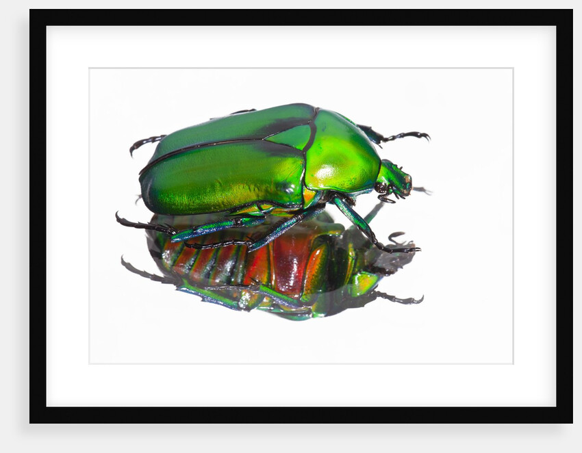 Asian flower beetle Rhomborrhina gigantea green reflecting underside mirror like. by Anonymous