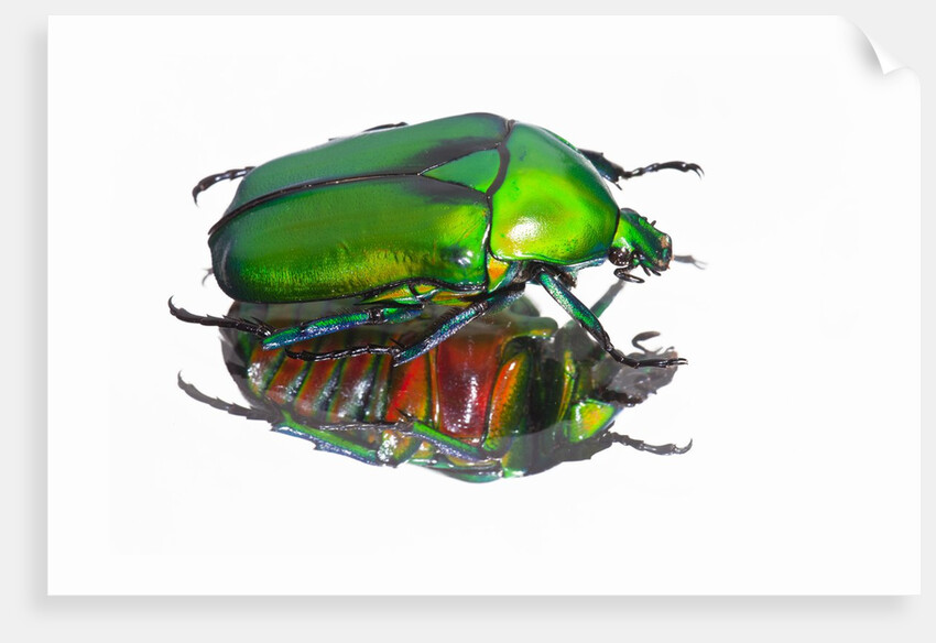 Asian flower beetle Rhomborrhina gigantea green reflecting underside mirror like. by Anonymous