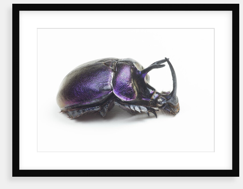 Purplish beetle with armor Enoplotrupes sharpi from Thailand by Anonymous
