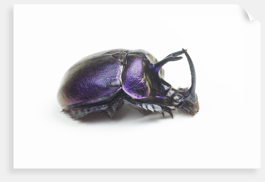 Purplish beetle with armor Enoplotrupes sharpi from Thailand by Anonymous