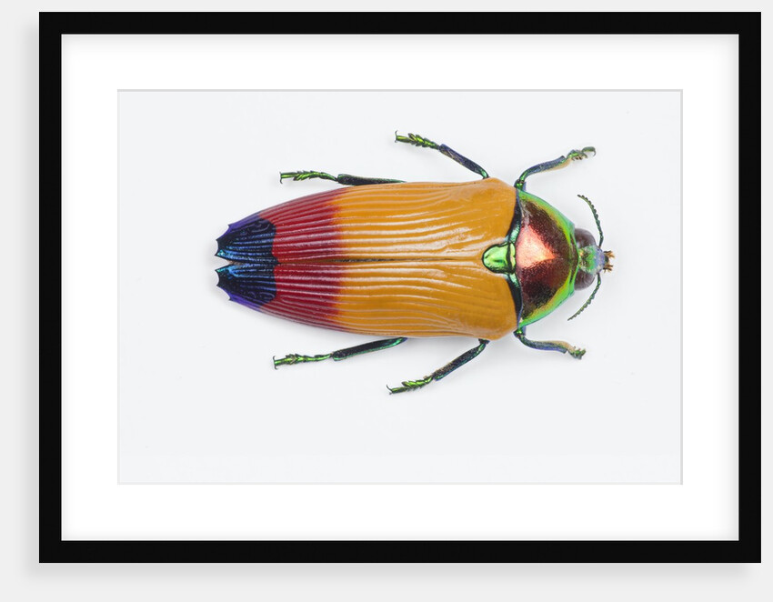 Jewel Beetle Metaxymorpha nigrofasicata by Anonymous