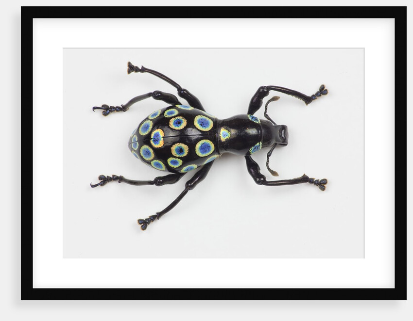 Curculionidae family of beetle Pachyrrhynchus sp. view from top by Anonymous