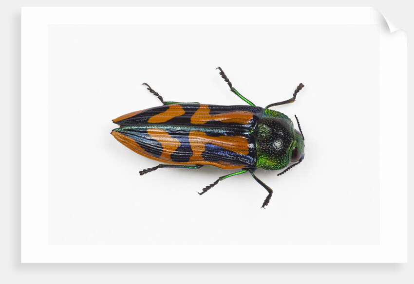 Small beetle Conognatha errata from Chile by Anonymous