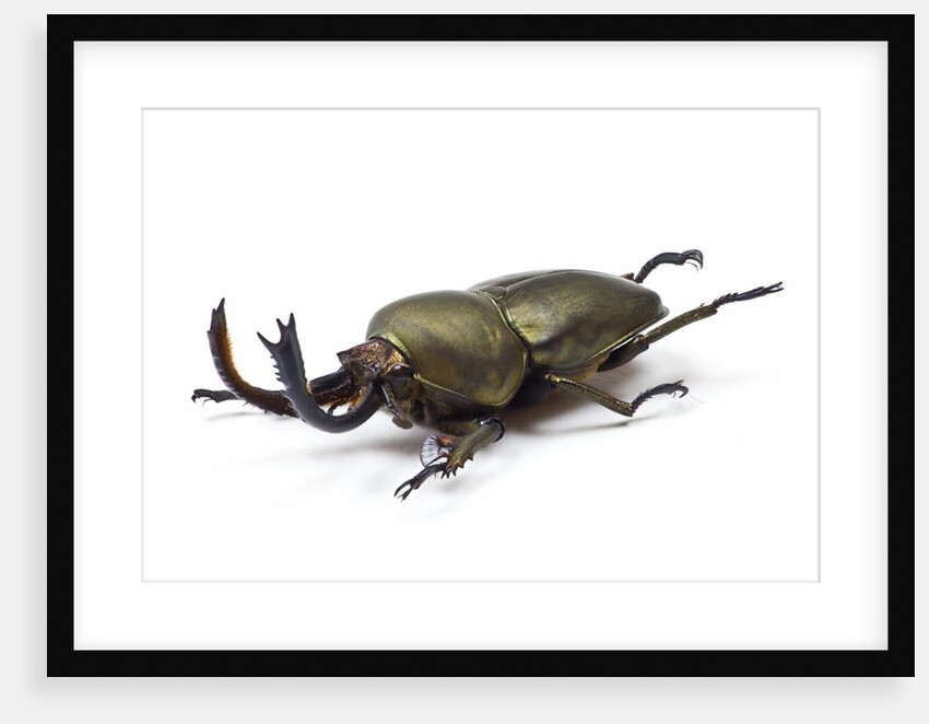 Large front pinchers of beetle in Lucanidae Family by Anonymous
