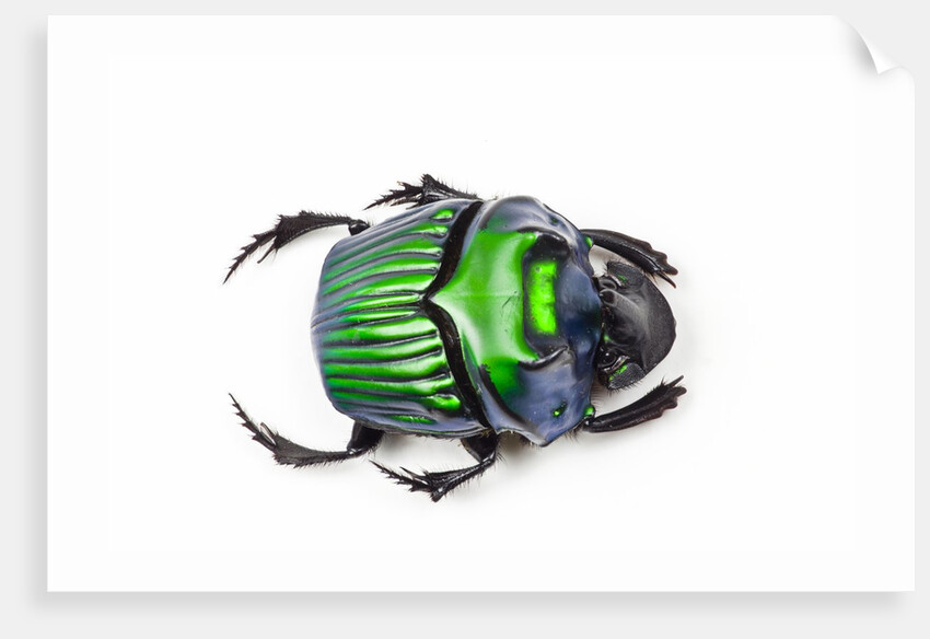 Green Dung Beetle Female Oxysternon conspicillatum as viewed from the top by Anonymous